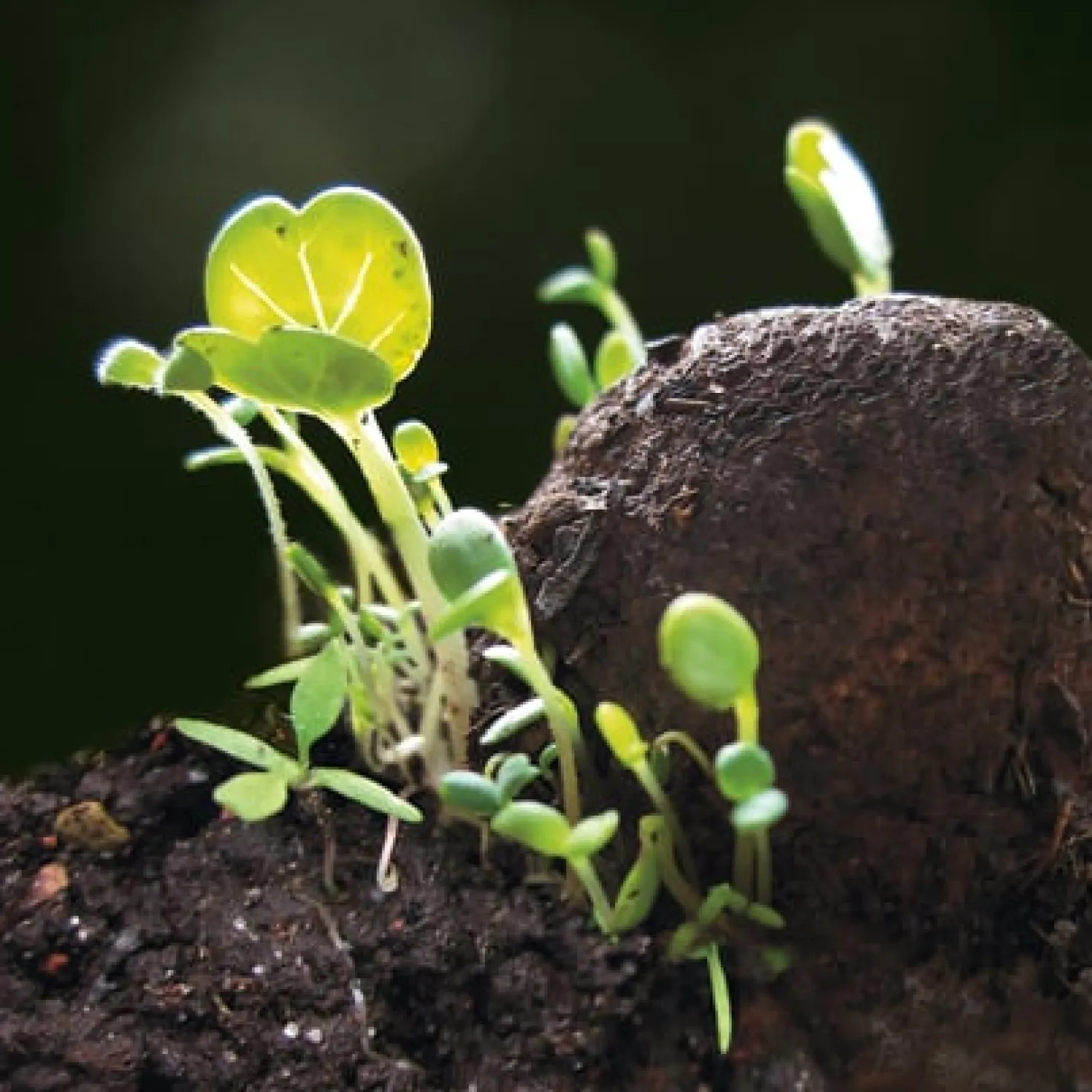 Blumensamen Samenkugeln