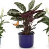 Blumenstecker Glas