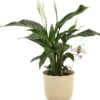 Blumenstecker Glas