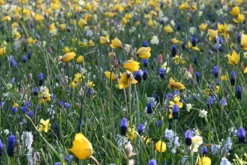 Blumenzwiebelmischung für Wiesen