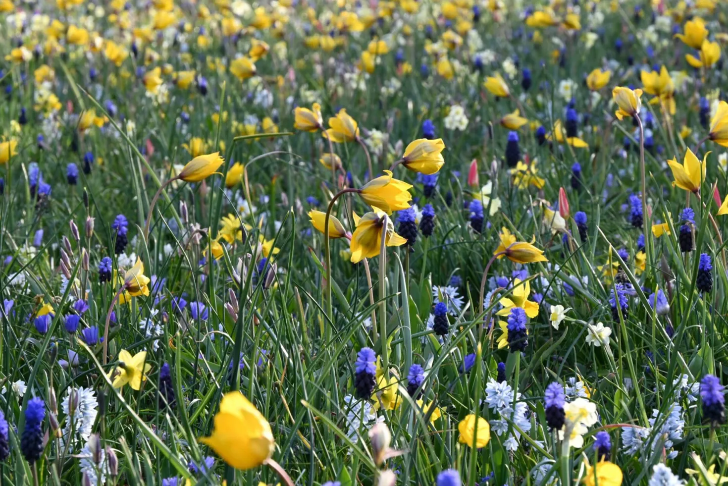 Blumenzwiebelmischung für Wiesen