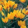 Blumenzwiebeln Afghanische Wildtulpe