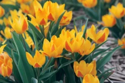 Blumenzwiebeln Afghanische Wildtulpe