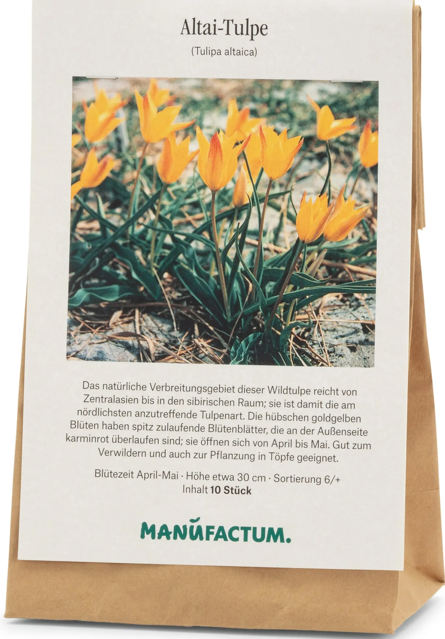 Blumenzwiebeln Altai-Tulpe