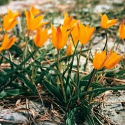 Blumenzwiebeln Altai-Tulpe