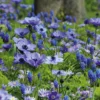 Blumenzwiebeln Blaue Blumenzwiebelmischung