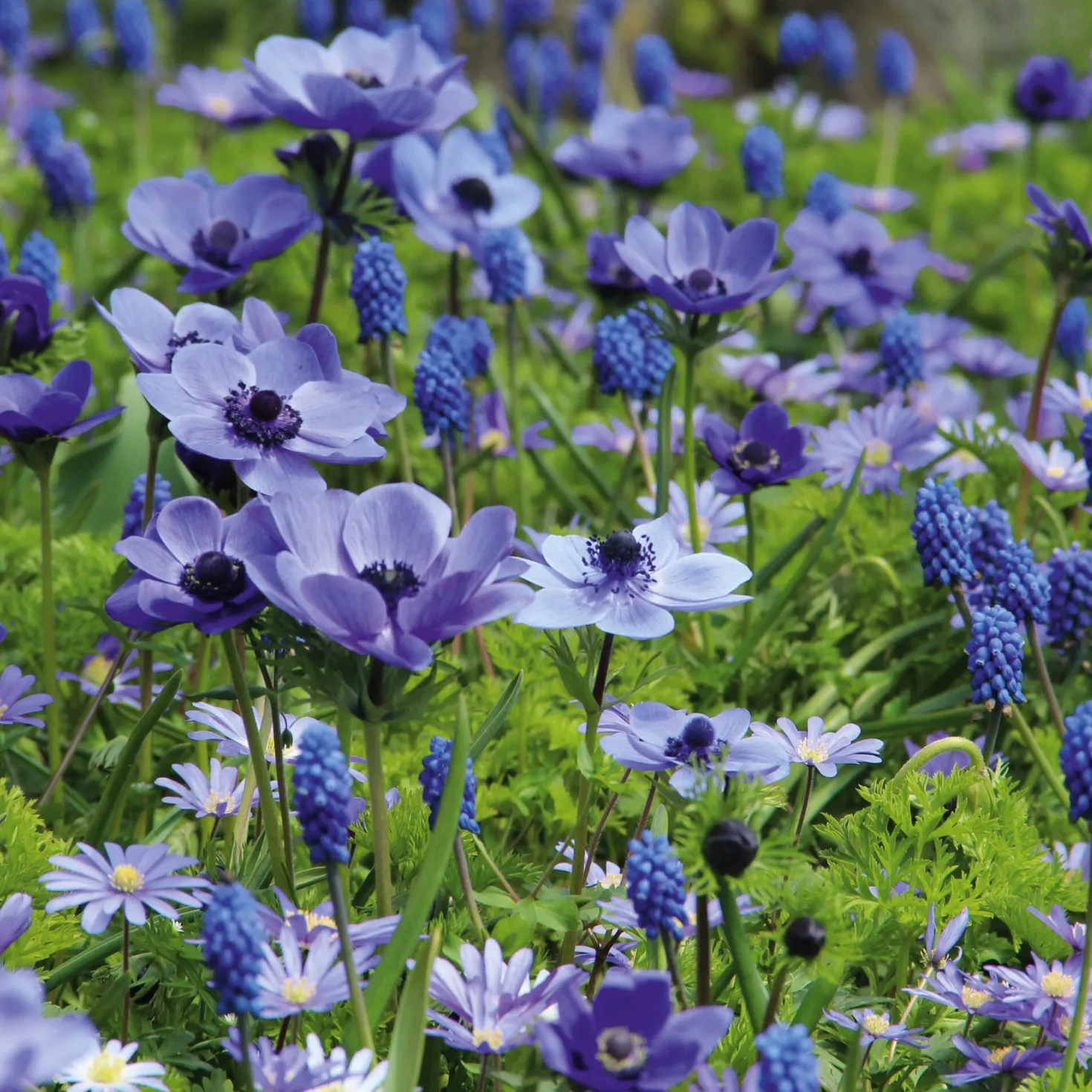 Blumenzwiebeln Blaue Blumenzwiebelmischung