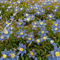 Blumenzwiebeln Buschwindröschen 'Royal Blue'