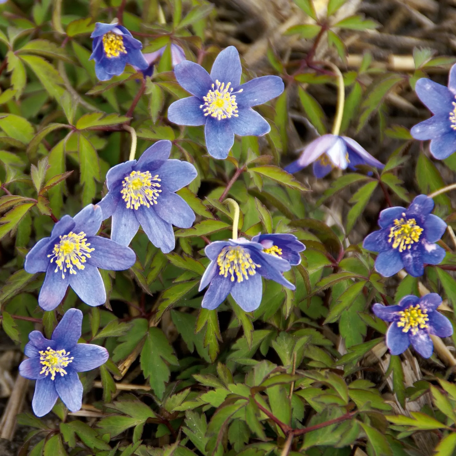 Blumenzwiebeln Buschwindröschen 'Royal Blue'