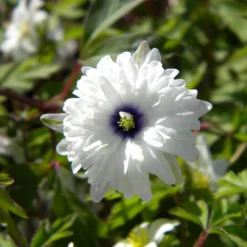 Blumenzwiebeln Buschwindröschen 'Blue Eyes'