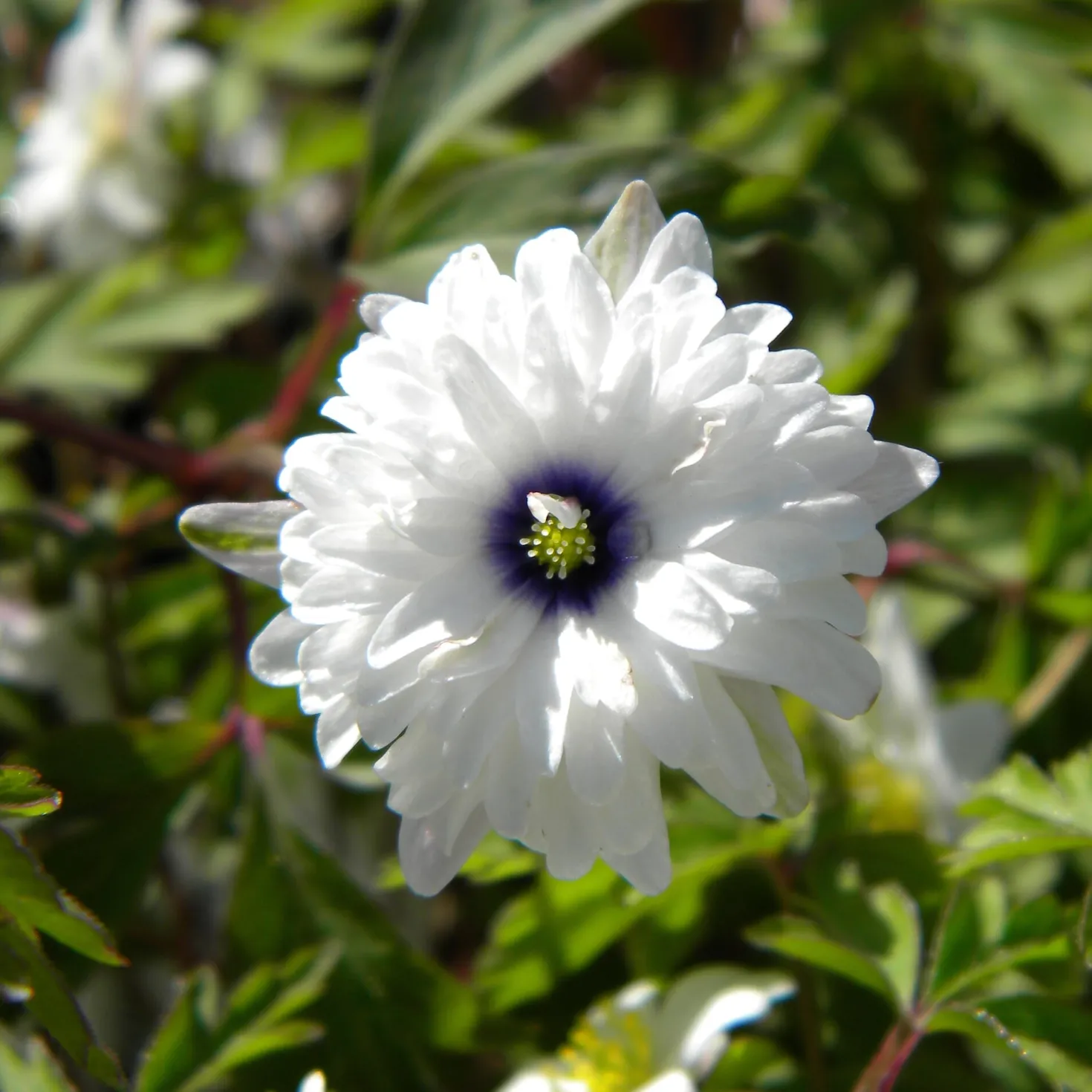 Blumenzwiebeln Buschwindröschen 'Blue Eyes'