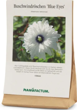 Blumenzwiebeln Buschwindröschen 'Blue Eyes'