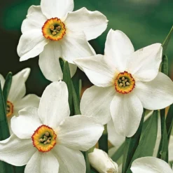 Blumenzwiebeln Dichternarzisse 'Ornatus'
