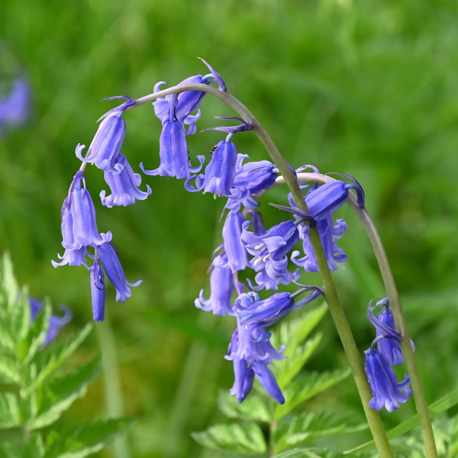 Blumenzwiebeln Englisches Hasenglöckchen