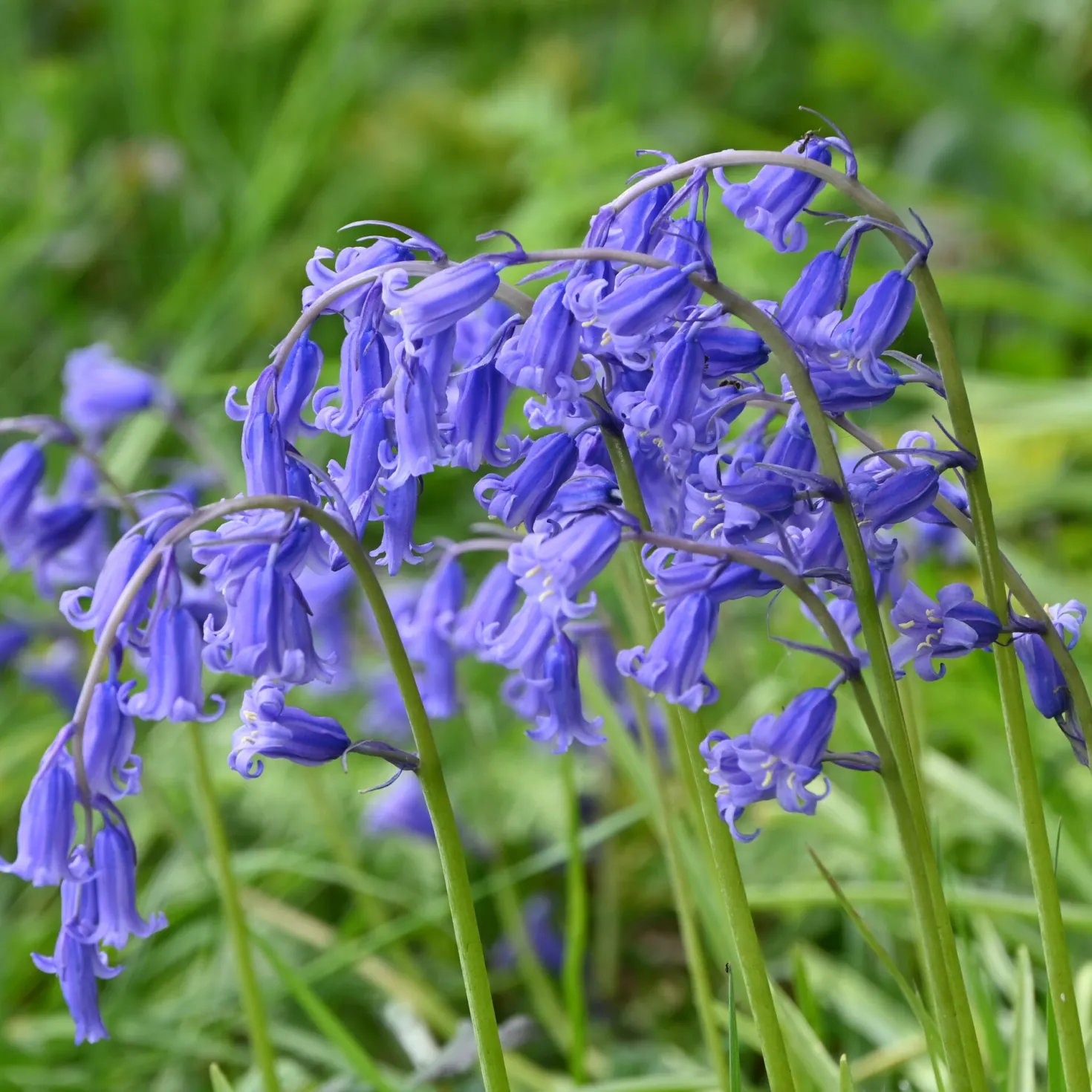 Blumenzwiebeln Englisches Hasenglöckchen