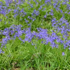 Blumenzwiebeln Englisches Hasenglöckchen