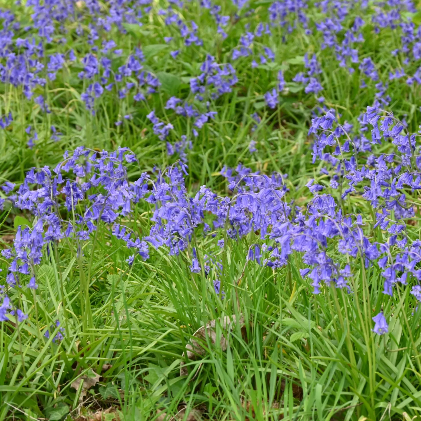 Blumenzwiebeln Englisches Hasenglöckchen