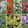 Blumenzwiebeln für Bienen und Hummeln