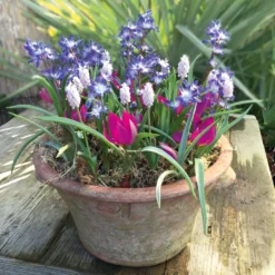 Blumenzwiebeln für Töpfe Mischung 1
