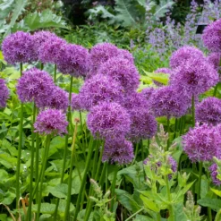 Blumenzwiebeln Iranlauch 'Purple Sensation'