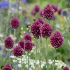 Blumenzwiebeln Kugellauch