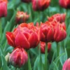 Blumenzwiebeln Murillo-Tulpe 'René Menard'