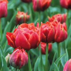 Blumenzwiebeln Murillo-Tulpe 'René Menard'