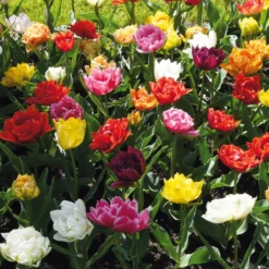 Blumenzwiebeln Murillo-Tulpen Mischung
