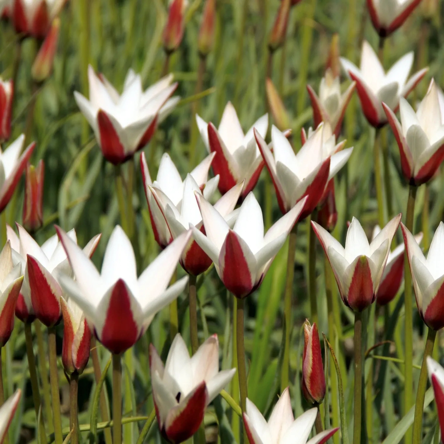 Blumenzwiebeln Persische Tulpe