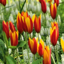 Blumenzwiebeln Persische Tulpe 'Tubergens Gem'