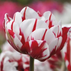 Blumenzwiebeln Päonienblütige Tulpe 'Carnaval de Nice'