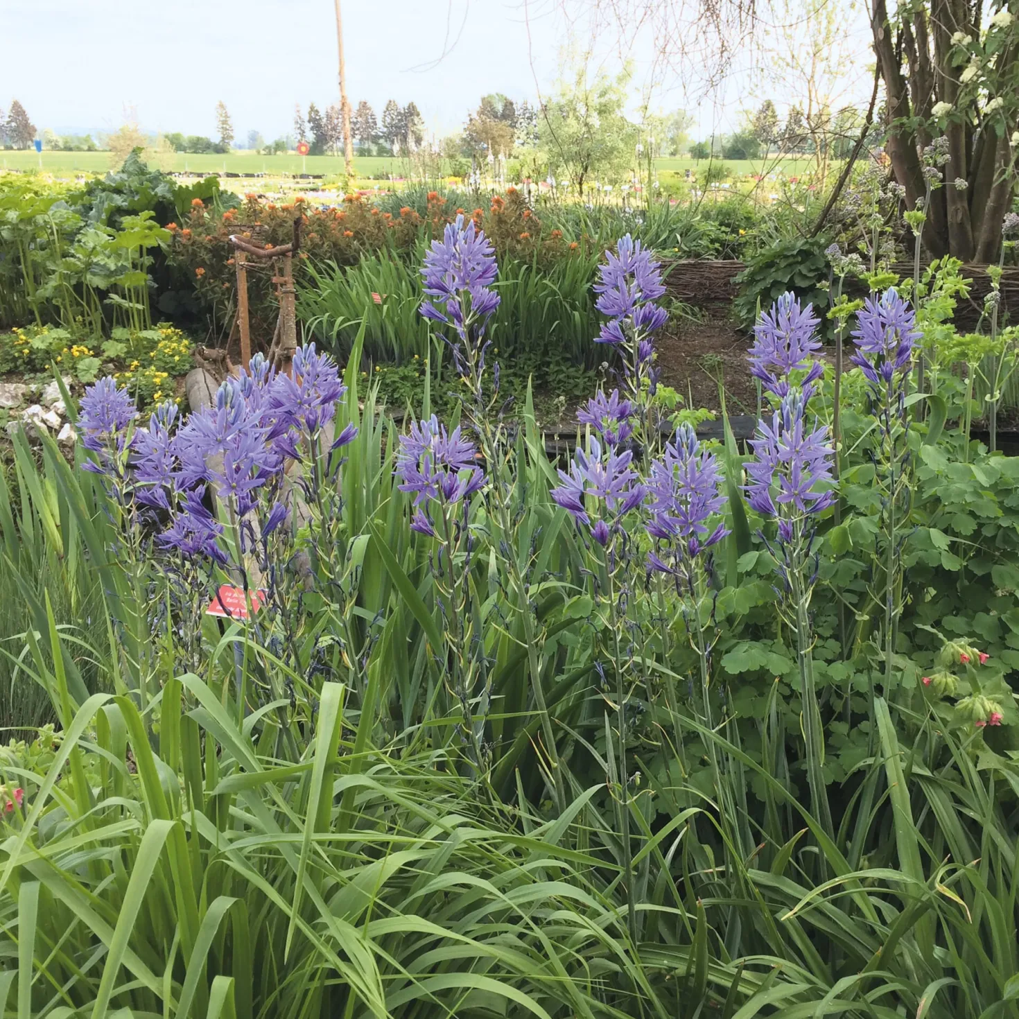 Blumenzwiebeln Prärielilie 'Blue Candle'
