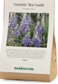 Blumenzwiebeln Prärielilie 'Blue Candle'