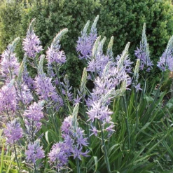 Blumenzwiebeln Prärielilie 'Blue Candle'