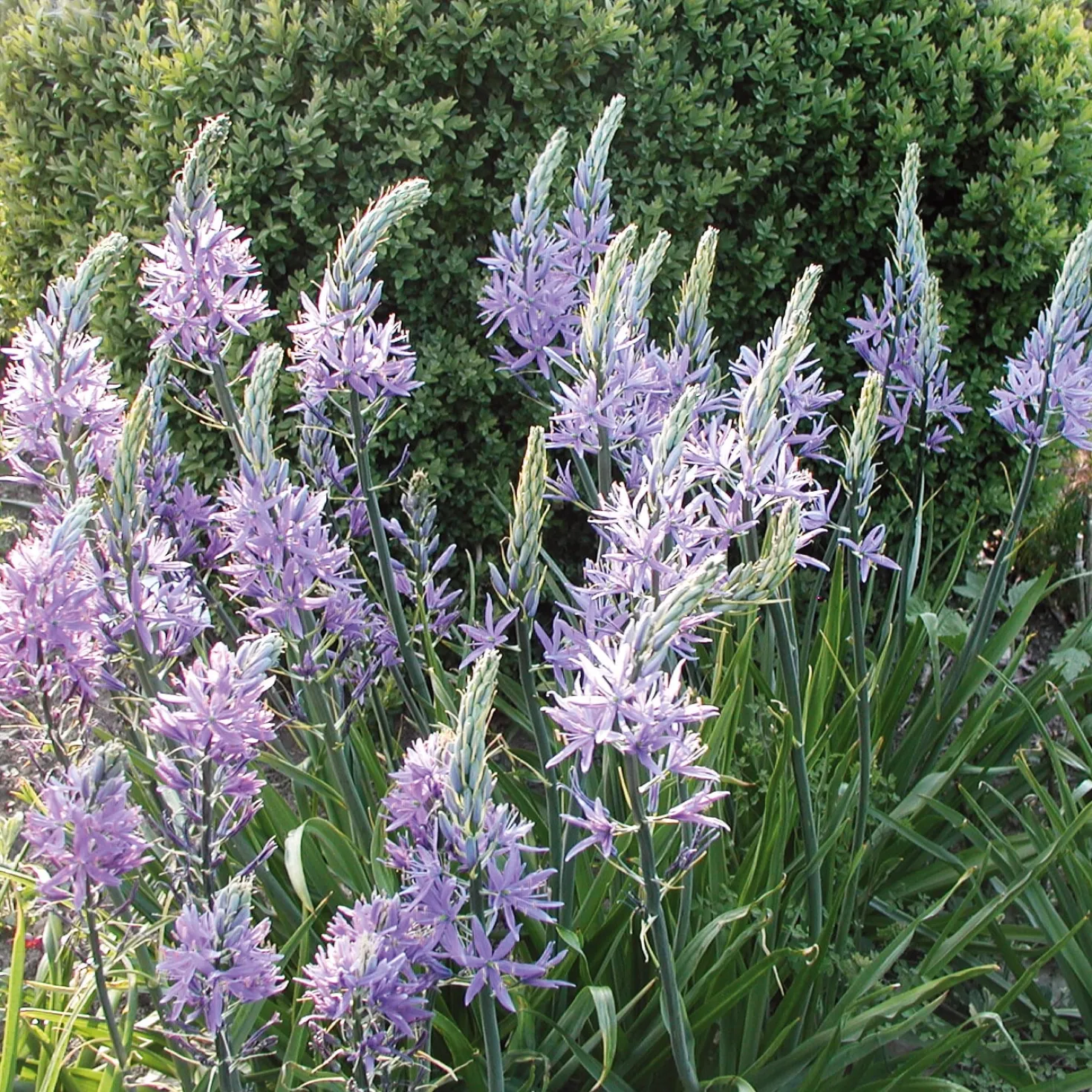 Blumenzwiebeln Prärielilie 'Blue Candle'