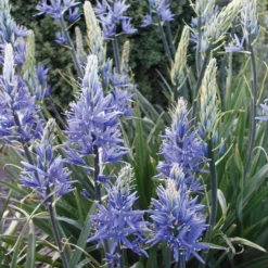 Blumenzwiebeln Prärielilie 'Blue Candle'