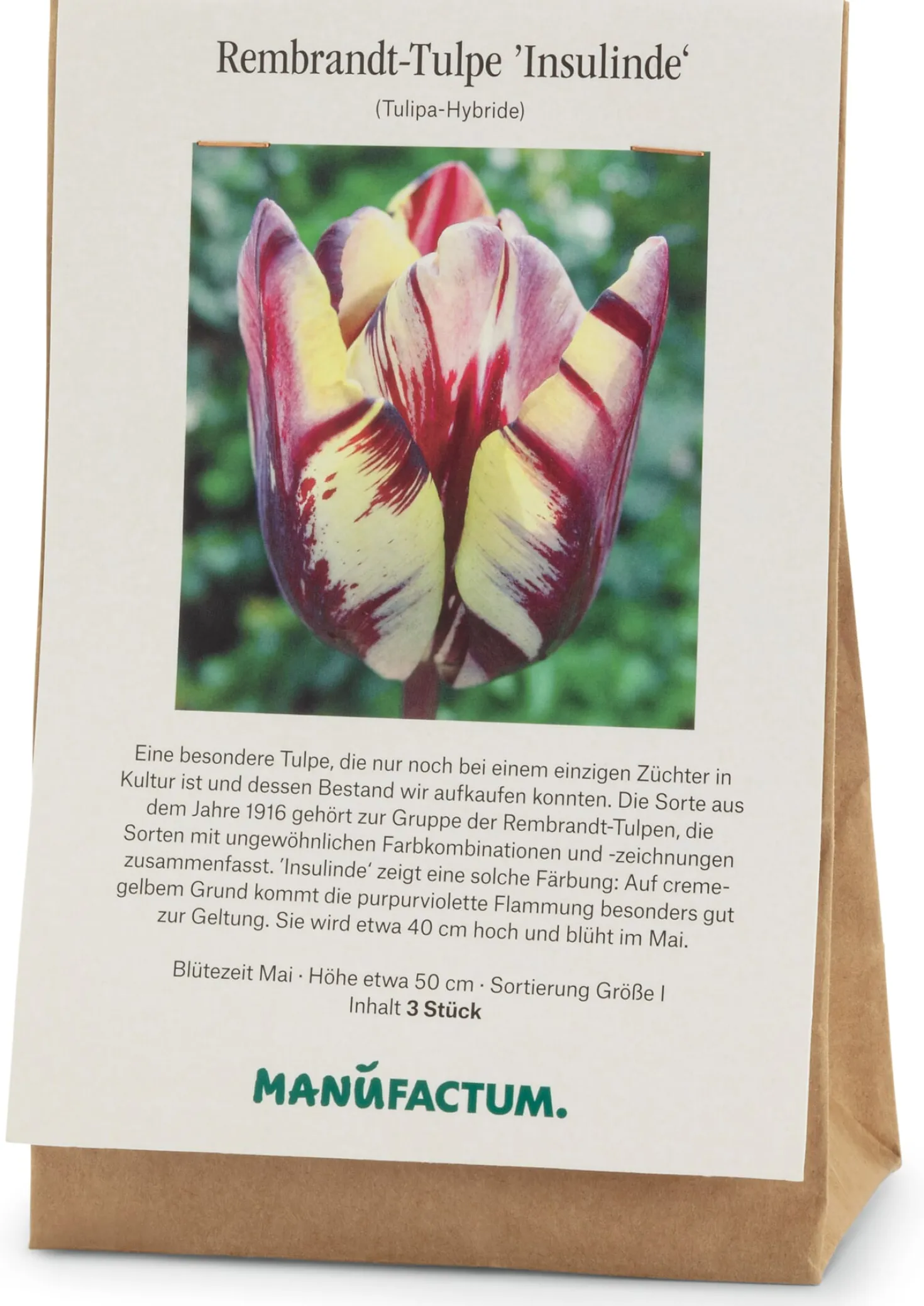 Blumenzwiebeln Rembrandt-Tulpe 'Insulinde'