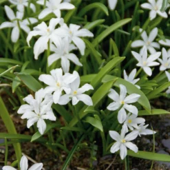 Blumenzwiebeln Schneeglanz-Mischung