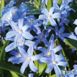 Blumenzwiebeln Schneeglanz-Mischung