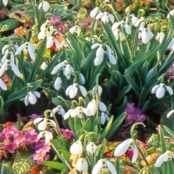 Blumenzwiebeln Schneeglöckchen-Mischung
