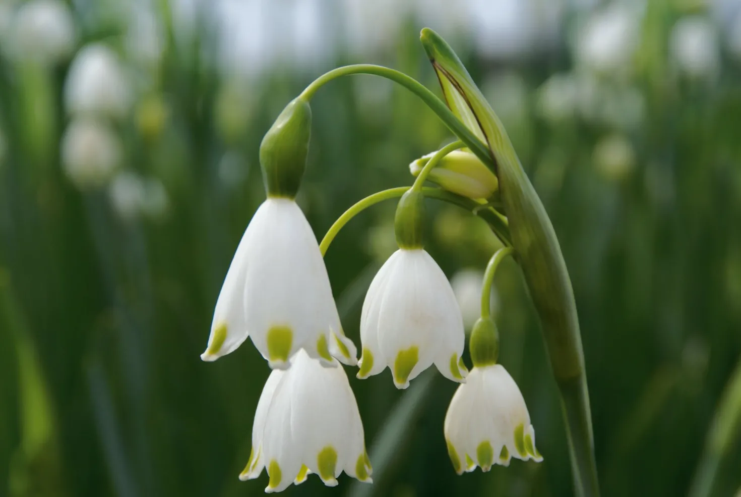 Blumenzwiebeln Sommerknotenblume 'Gravetye Giant'