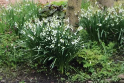 Blumenzwiebeln Sommerknotenblume 'Gravetye Giant'