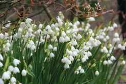 Blumenzwiebeln Sommerknotenblume 'Gravetye Giant'
