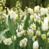 Blumenzwiebeln Weiße Blumenzwiebelmischung