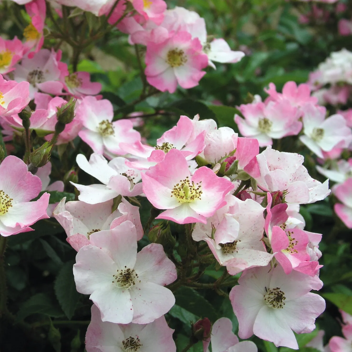 Bodendeckerrose 'Rosa Sternenflor'