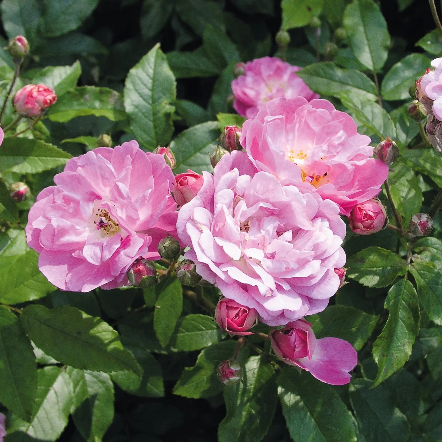 Bodendeckerrose 'Souvenir de Greuville'