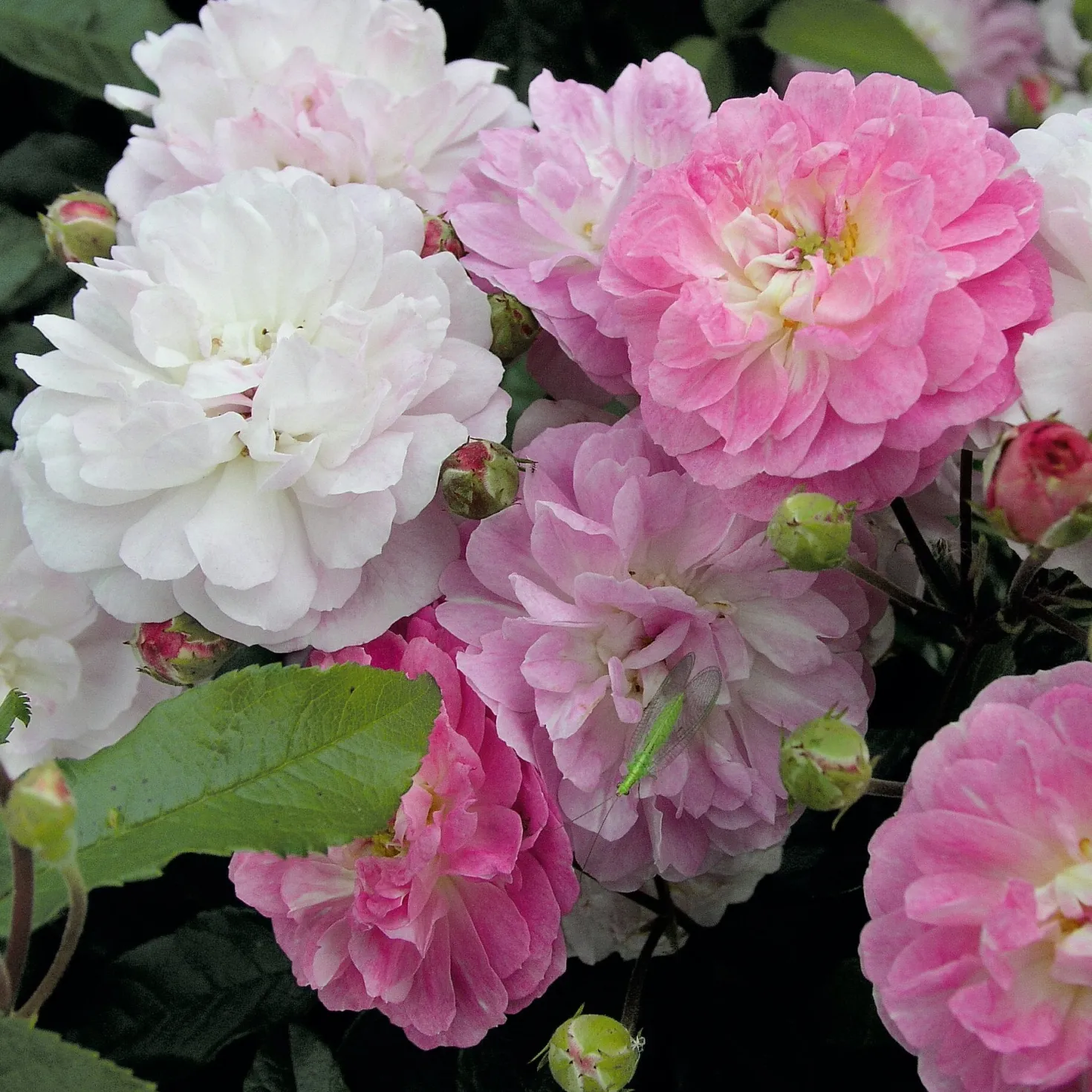 Bodendeckerrose 'Souvenir de Greuville'