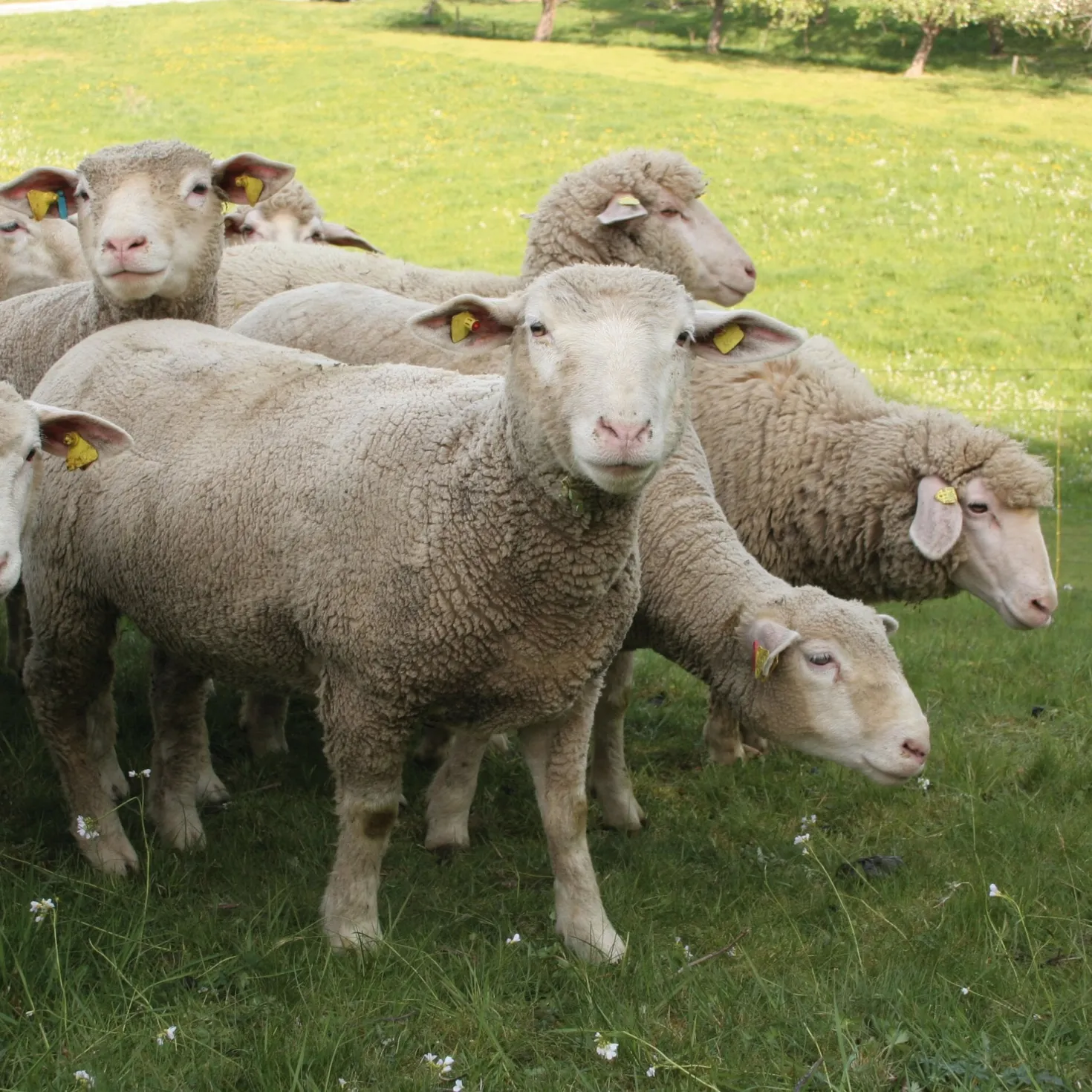 Bratwurst vom Hohenloher Lamm