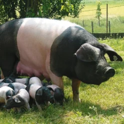 Bratwurst vom Schwäbisch-Hällischen Eichelweideschwein
