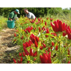 Chillies